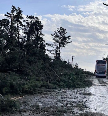 Varias rutas y caminos fueron interrumpidos por la caída de árboles (Facebook: González Radioguay Mario Ramón)
