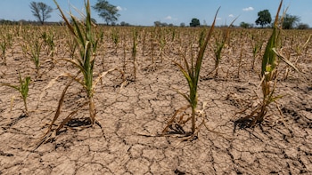 La Cámara del Agro de Guatemala prevé que las ventas del sector caigan 5% en 2026 por la falta de lluvias y El Niño