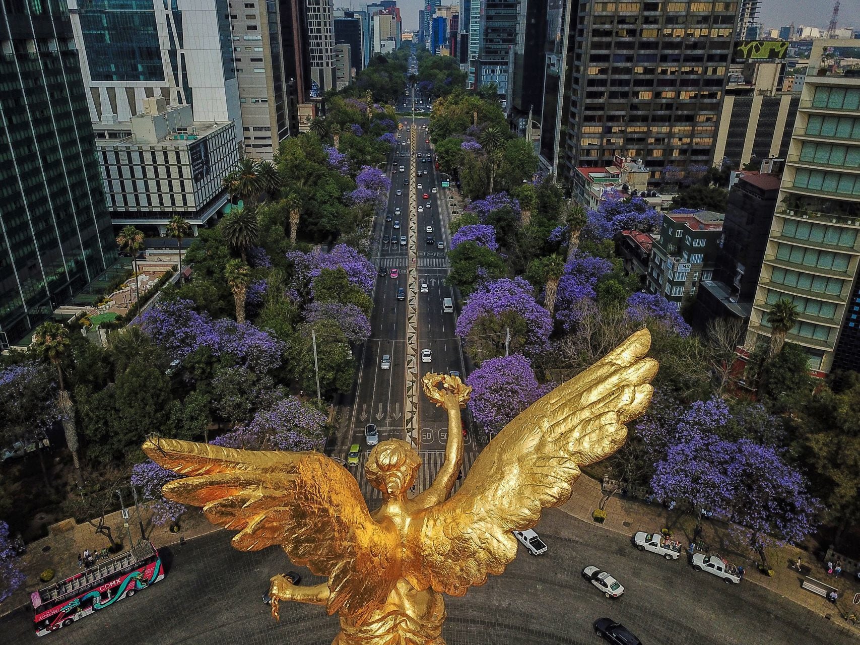 Jacarandas florecen sobre paseo de la Reforma, previo al inicio de la primavera.
FOTO: ISAAC ESQUIVEL /CUARTOSCURO.COM