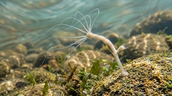 Pólipo traslúcido con largos tentáculos y una ramificación adherido a una roca bajo el agua, con piedras y vegetación acuática al fondo.