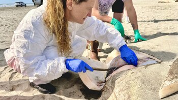 La bióloga marina Marianne Nyegaard