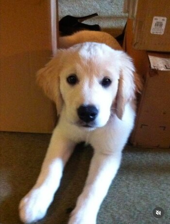 Seguidores destacan el amor y