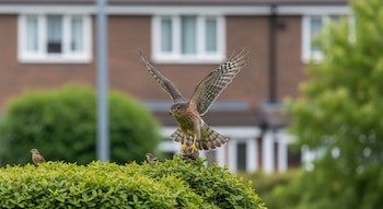 Um pardal com asas abertas, penas cinzentas e peito inchado em pé sobre uma sebe verde. Dois passarinhos estão na folha. Ao fundo, uma casa de tijolo e madeira.