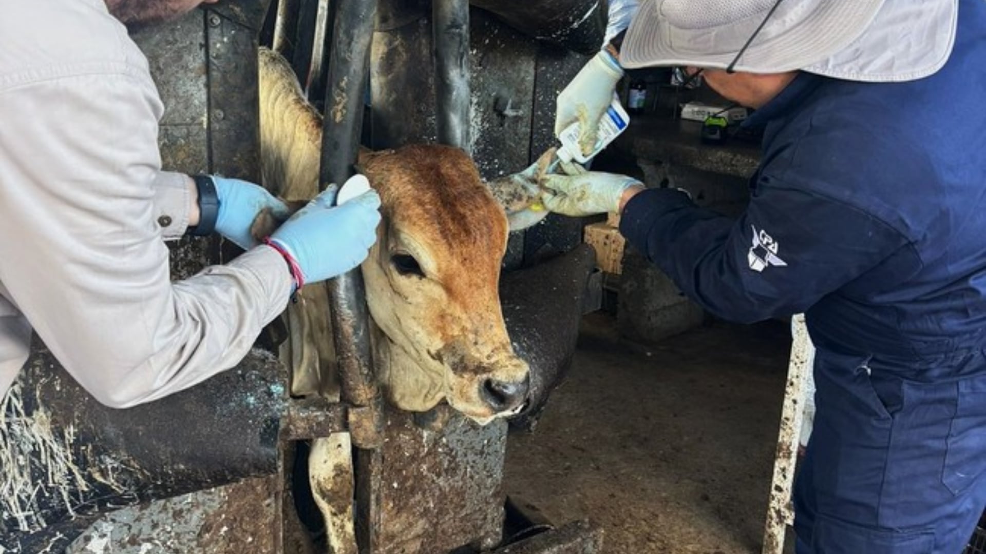 La plaga del gusano barrenador sigue presente en México, se registran más de mil casos activos. (CRÉDITO: SENASICA)