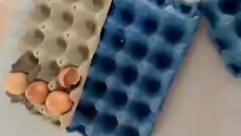 Hasta ratas encontró la Contraloría