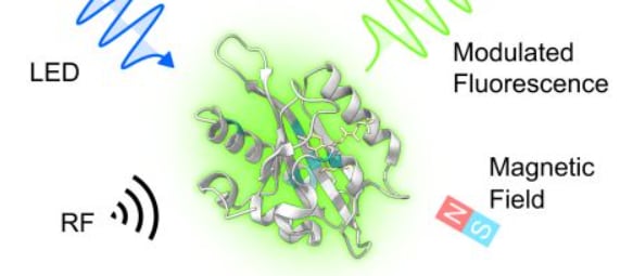 El estudio de la Universidad de Oxford y colaboradores internacionales demostró que MagLOV regula su brillo más del 50% mediante imanes y radiofrecuencia (Nature)