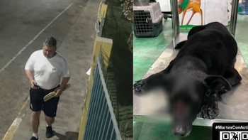 Crueldad animal en SMP: video