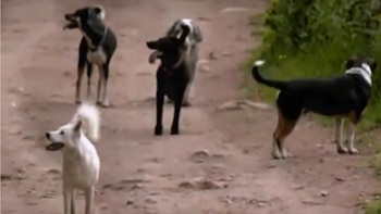 Maltrato animal perros Naucalpan Edomex