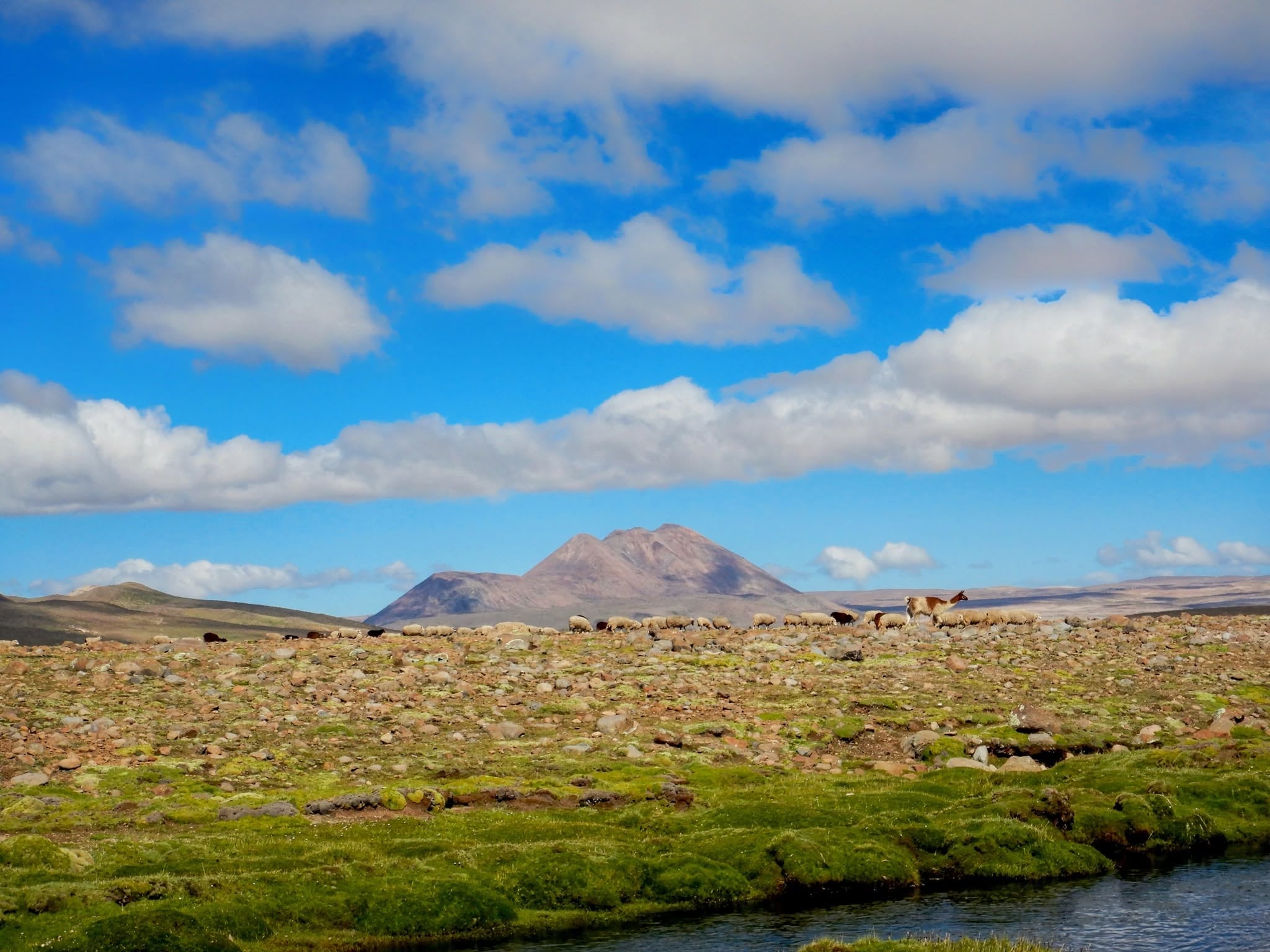Un rebaño pace en la meseta cercana al cerro Auquihuato, una antigua formación volcánica ubicada en la provincia peruana de Páucar del Sara Sara. (Foto: IGP)