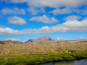 Un grupo de ovinos y llamas pasta en un terreno rocoso y verdoso frente a un volcán, bajo un cielo azul con nubes blancas