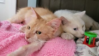 Los rescatistas esperan que una