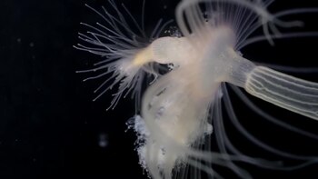 La notable adaptabilidad del ctenóforo