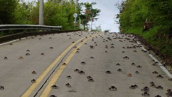 En la imagen, algunos cangrejos