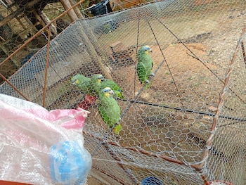 La autoridad tradicional de la Maloka ha rechazado reiteradamente la presencia de fauna silvestre en el predio, sin lograr que cese el cautiverio - crédito @RuraliaUrbana / X