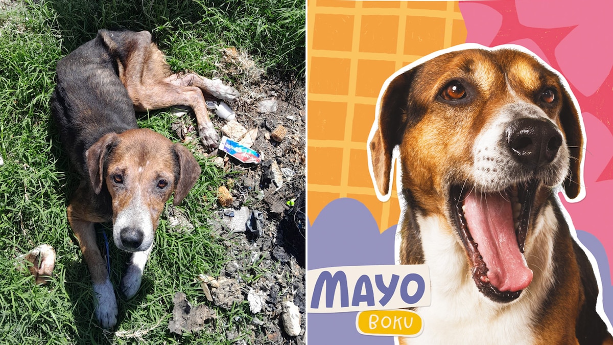 Boku, el perro protagonista del calendario solidario de Proyecto 4 Patas