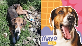 El perro que se arrastró