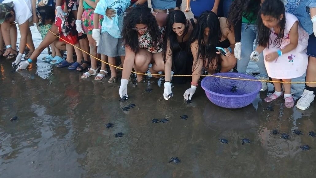 Una ola de entusiasmo ecológico se vivió en las reservas La Flor y Río Escalante Chacocente, donde visitantes y jóvenes participaron activamente en la suelta de crías de esta especie en peligro de extinción (Foto cortesía Ministerio de Medio Ambiente)