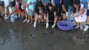 845 tortuguillos paslama fueron liberados en el Pacífico de Nicaragua