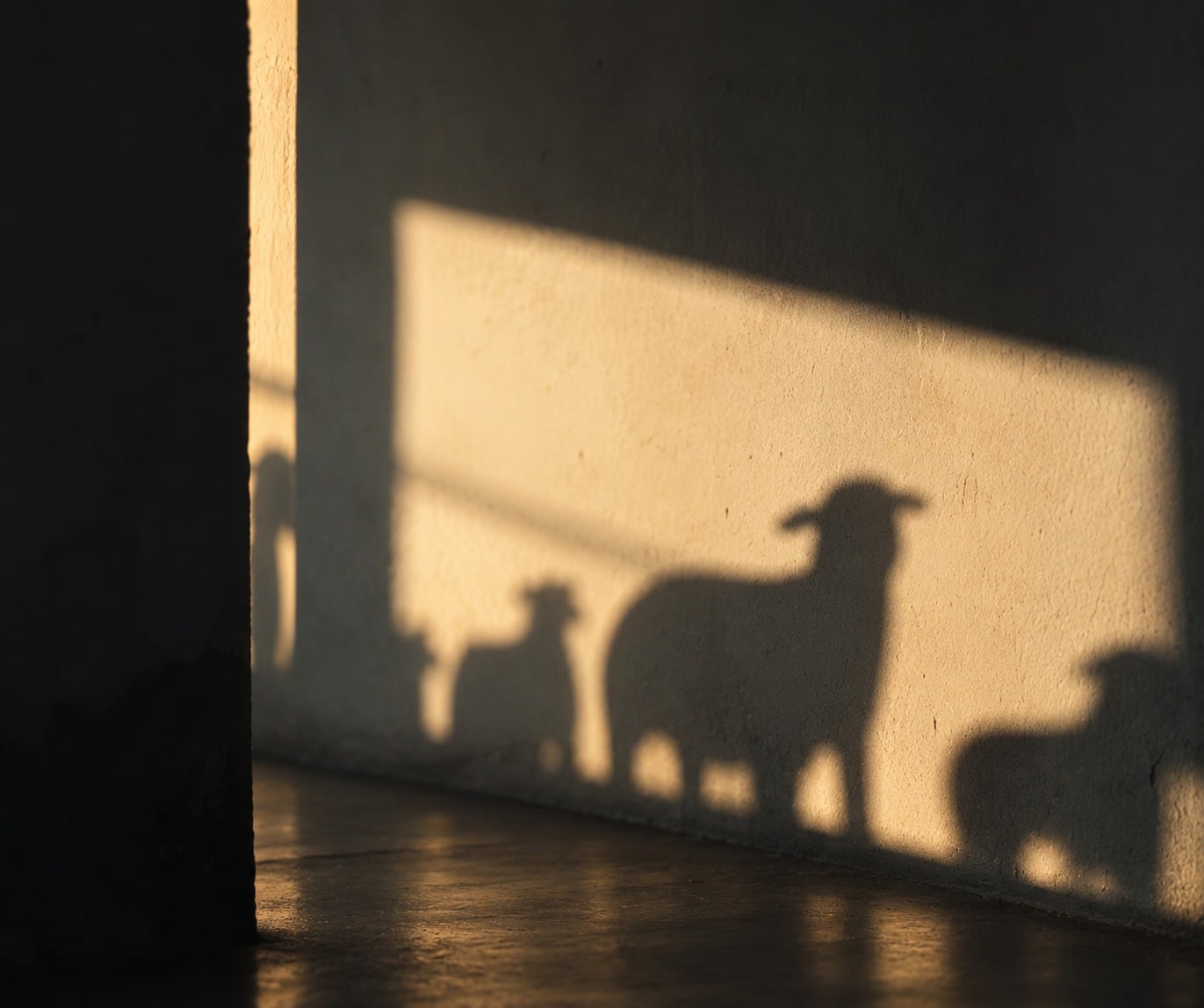 Las sombras de varias figuras con forma de oveja se proyectan sobre una pared interior iluminada por la luz solar que entra por una abertura.