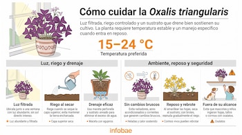 Infografía con ilustraciones de una planta de hojas moradas, una regadera, un termómetro con la cifra 15-24 °C y secciones con textos explicativos.