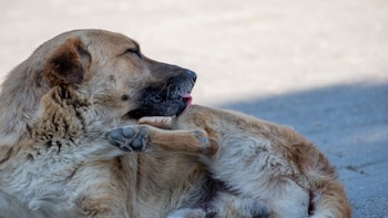 ¿Tu perro se rasca mucho? Estas son las tres alergias más comunes que afectan a las mascotas