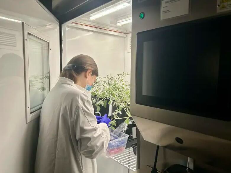 Los científicos debieron modificar las condiciones de cultivo para reproducir el ambiente extremo donde la planta prospera (Sterling Field/MSU)
