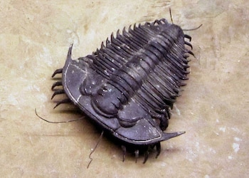 Los trilobites dominaron el mundo