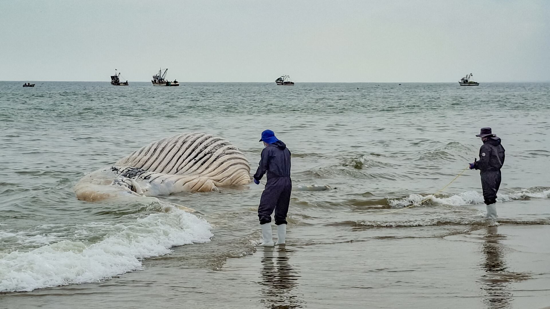 Especialistas del IMARPE examinan el cuerpo inerte de una ballena jorobada varada en la Playa del Barrio El 19, en La Cruz, Tumbes, Perú, el 3 de junio. (Foto: ImarpePeru)