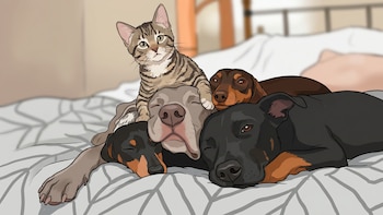 Día del Animal en Argentina: ¿por qué se celebra el 29 de abril?