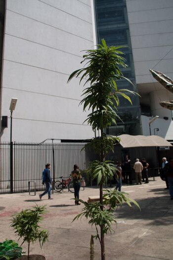 Presuntamente les otorgaban un gafete