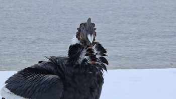 Las autoridades pidieron a vecinos y visitantes que no se acercaran, no alimentaran y no los manipularan (Parque Nacional Nahuel Huapi/Administración de Parques Nacionales)