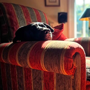 El dueño del can compartió