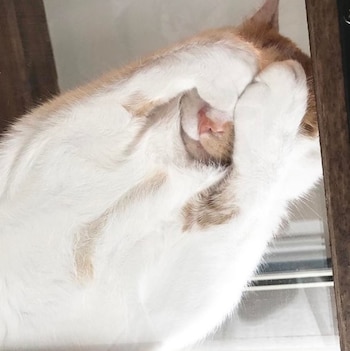 "Gatos en vidrios" muestra a un aparente gato "avergonzado al ser fotografiado por su dueño a través de una mesa (Foto: Twitter@9000x)
