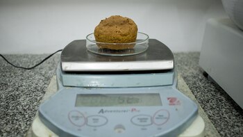 El pan libre de gluten