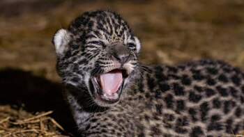 Crédito: Fundación Rewilding