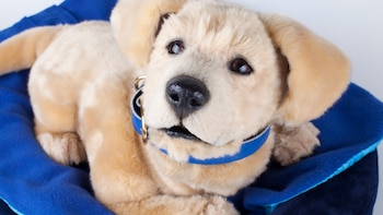 Jennie, el perro robótico que redefine el cuidado médico: qué beneficios terapéuticos aporta en personas mayores