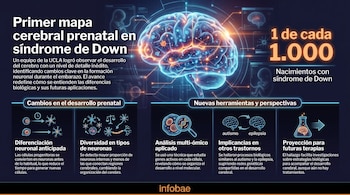El avance sienta una base fundamental para futuros estudios e intervenciones que permitan regular procesos biológicos clave en etapas tempranas del desarrollo cerebral (Imagen Ilustrativa Infobae)
