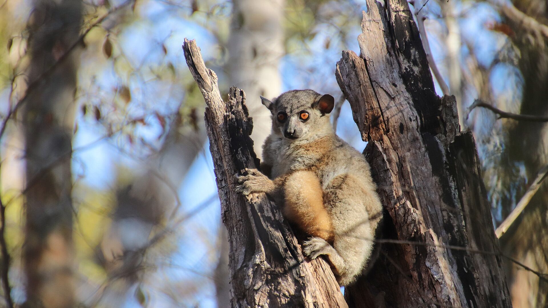 Los lémures cumplen un rol clave en la dispersión de semillas y la polinización de plantas nativas/Johanna Henke von der Malsburg