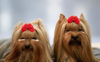 Yorkshire Terriers (Reuters)