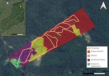 Encuentran 38 especies en la selva de Misiones y alertan por el impacto de los pastizales exóticos