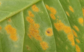 El informe recomiendan poda y desombrado en fincas tras la cosecha, como estrategia clave para frenar la propagación de la roya el café en la temporada lluviosa. (Cortesía: Ministerio de Agricultura Ganadería y Alimentación)