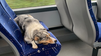 Las empresas de transporte definirán