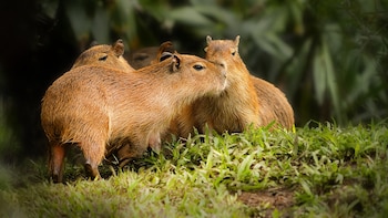 Las actividades del Rescate Wildlife