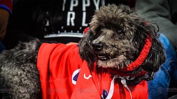 Murió ‘Medallo’, el perro que