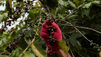 La falta de lluvias golpea al café, el azúcar y el maní en Nicaragua
