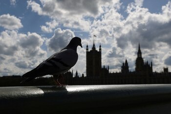 Las palomas, antes esenciales por