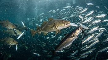 Un grupo de peces depredadores engulle pequeños peces plateados que nadan juntos bajo la superficie del agua.