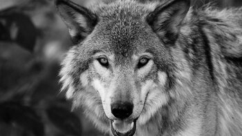 Será feroz (capítulo 5)