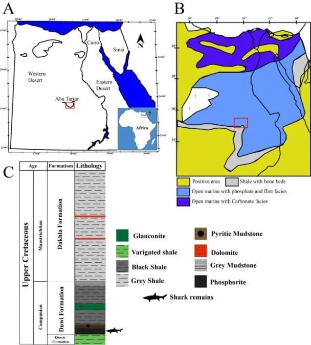 El fósforo presente en los sedimentos refleja ambientes con intensa actividad biológica y alta productividad (Yassin et al., Cretac. Res. , 2026)