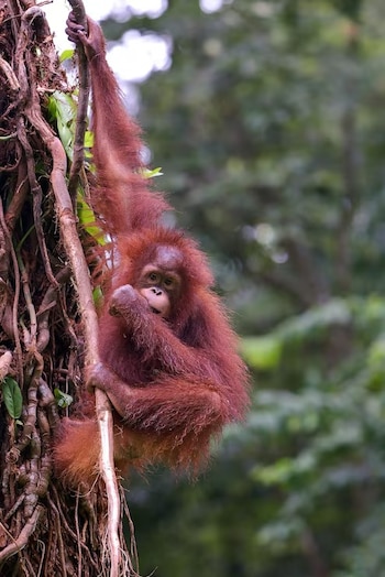 Orangután joven de pelaje marrón rojizo colgando de una rama seca de árbol con la mano derecha y la pierna izquierda, rodeado de follaje